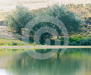 Tree with reflection in lake