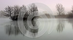 Tree reflection on lake