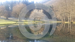 tree reflection in the lake