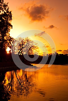 Tree reflection in lake with dramatic sky