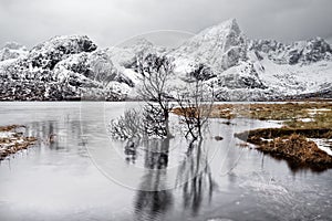 Tree reflection in the lake in front of a winter mountain range