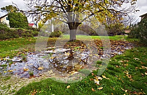 Tree reflection on the rain pond