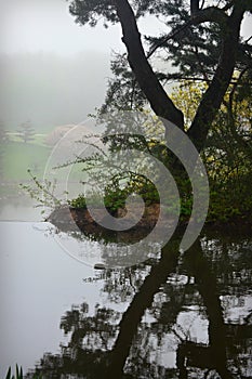 Tree Reflection