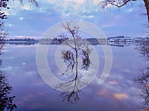 Tree Reflection on Vartry Lake in the Winter