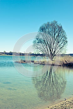 Tree with reflection in the water