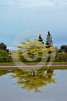 Tree with reflection in the water at the gardens of the Royal Palace of Laeken