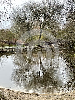 Tree reflections in a lake