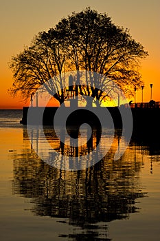 Tree reflections sunrise