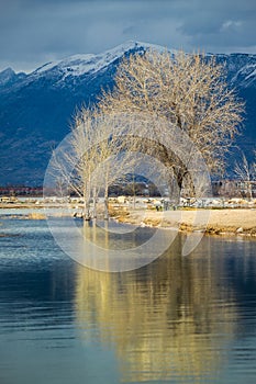 Tree Reflections Utah Lake