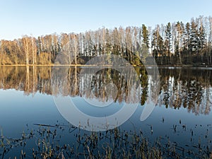 Tree reflections in water, early spring landscape