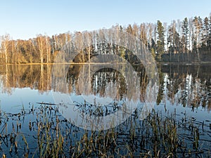 Tree reflections in water, early spring landscape