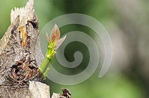 Tree regeneration