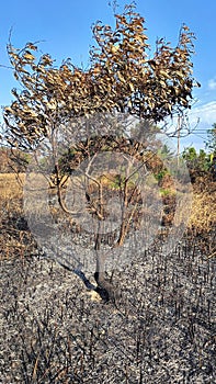 Tree remnant burnt by forest fire