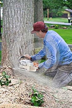 Un árbol eliminación 