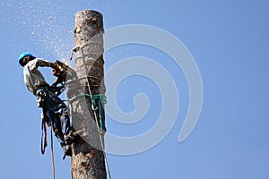 Un albero rimozione 