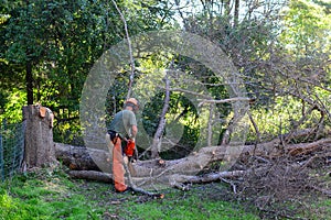 Un árbol eliminación 1 