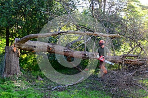 Un árbol eliminación 