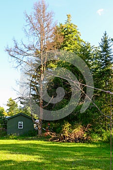 Tree removal cutting down