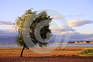 Tree by reservoir