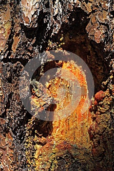 Tree Resin