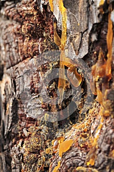 Tree resin flows from the trunk of a pine tree.