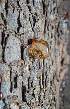 tree resin fotografías naturaleza