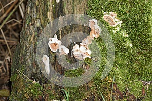 Tree resin on a freshly cut tree with the macro photographed objectively in daylight