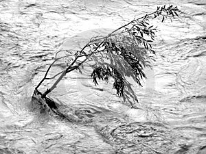 Tree resisting flood