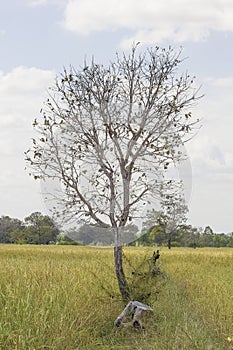 Tree in the rice field