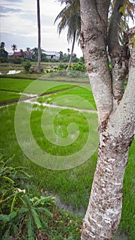 A Tree with Rice Field Background in Aceh Besar Regency