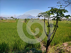 Tree, rice field and montain