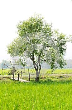Tree in the rice field