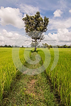 Tree and rice field