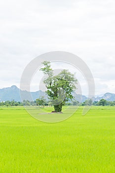 Tree in rice fields