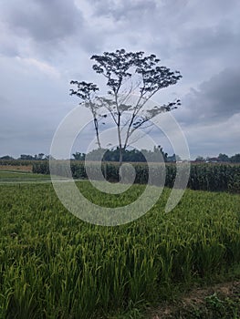 tree, rice fields, clouds is beautifull scenery