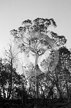 Tree on ridge at dawn daylight vertical landscape monochrome rural Australia Mudgee region central west New South Wales film analo