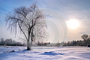 Tree in rime photo