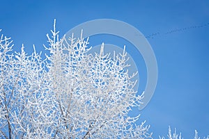 Tree with rime with blue sky in the background