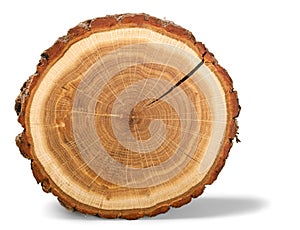 Tree Ring