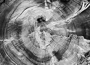 Tree ring Abstract background