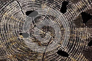 Tree ring