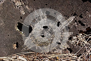 Tree ring