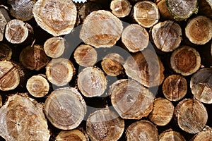 Tree ring of felling wood