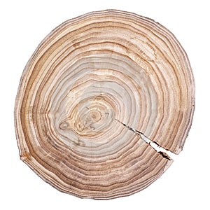 Tree rings