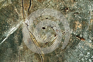 Tree Rings Abstract Background