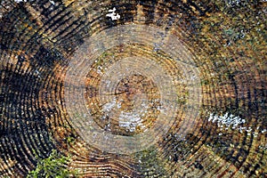 Tree Rings Abstract Background photo