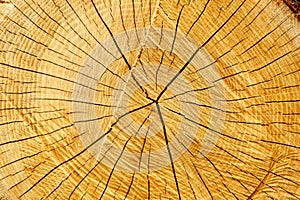 Tree rings and cracks