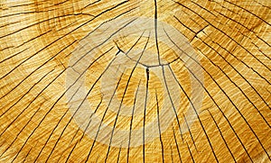Tree rings and cracks