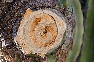 Tree rings of the cut branch trunk of a giant cactus. Thick bark.
