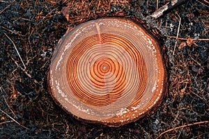 Tree rings on a cut log in a conifer forest